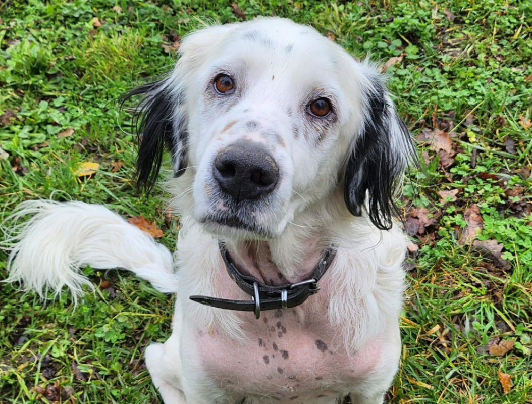 Soltane - Chien à adopter