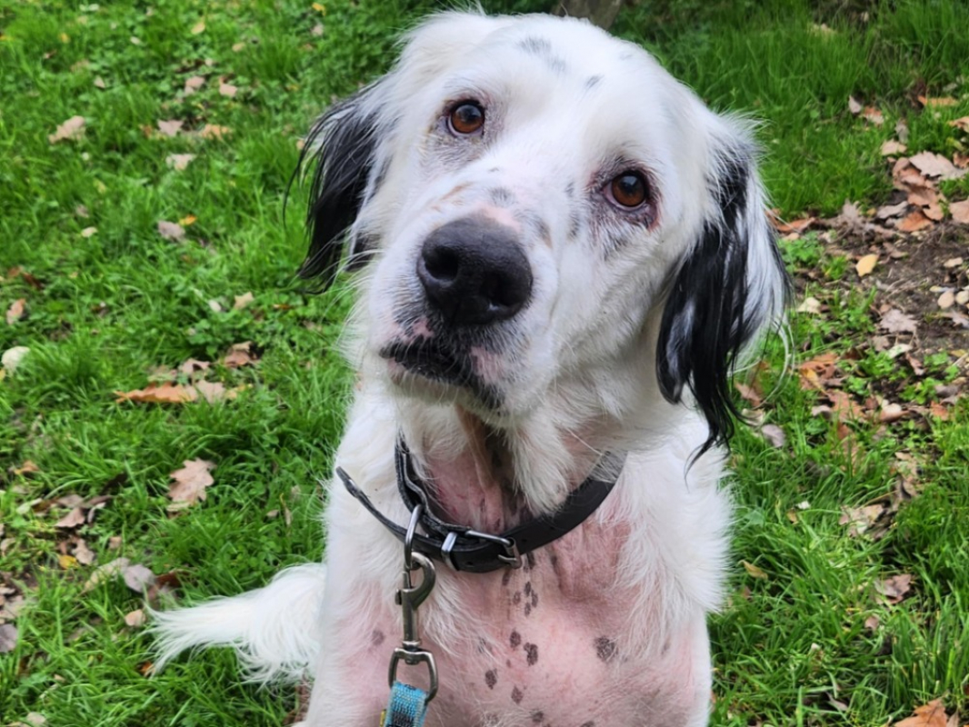 Soltane - Chien à adopter - photo 2