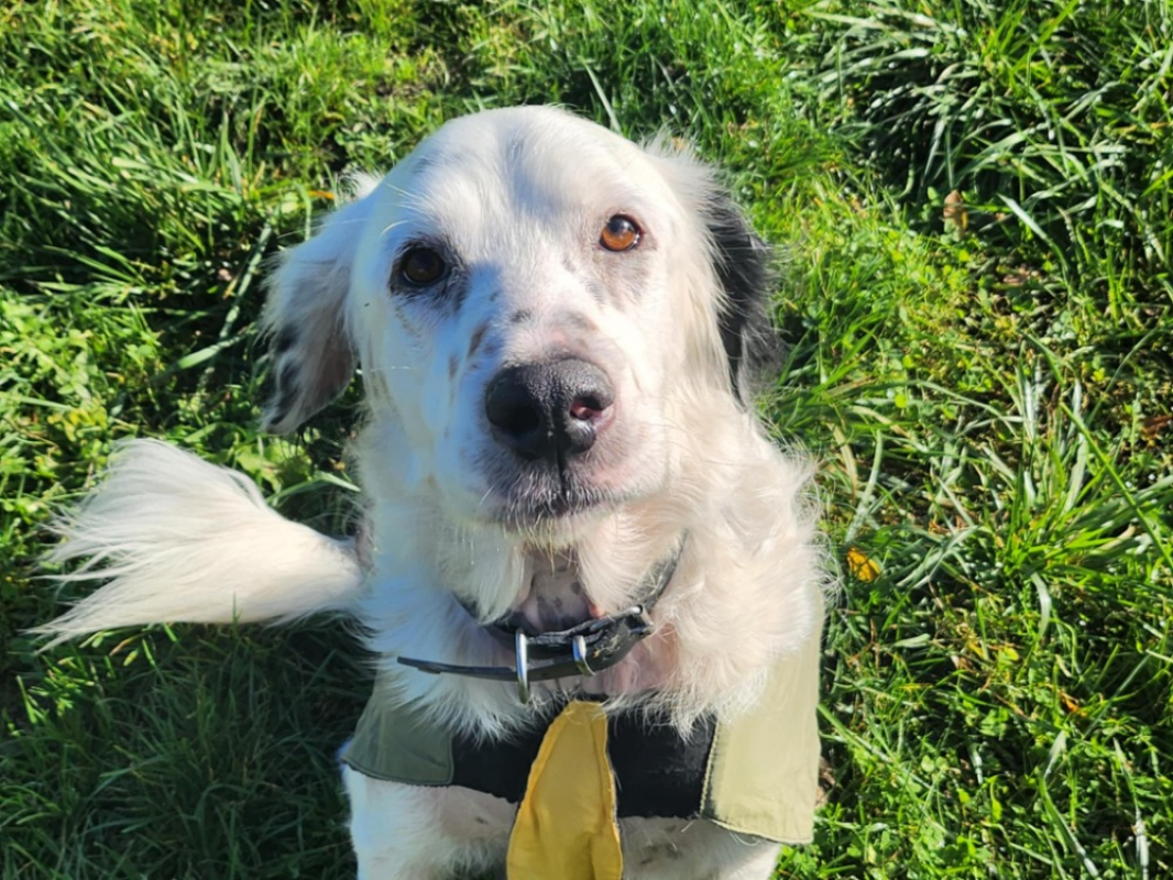 Soltane - Chien à adopter - photo 3