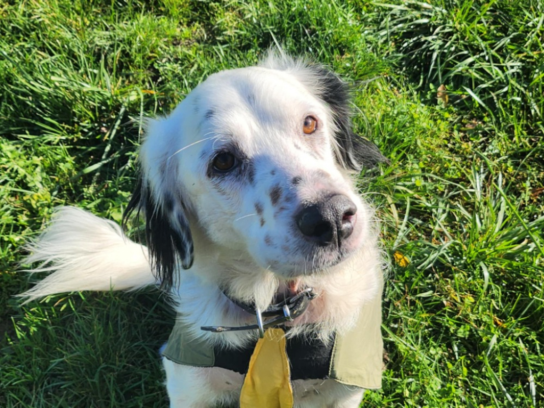 Soltane - Chien à adopter - photo 4