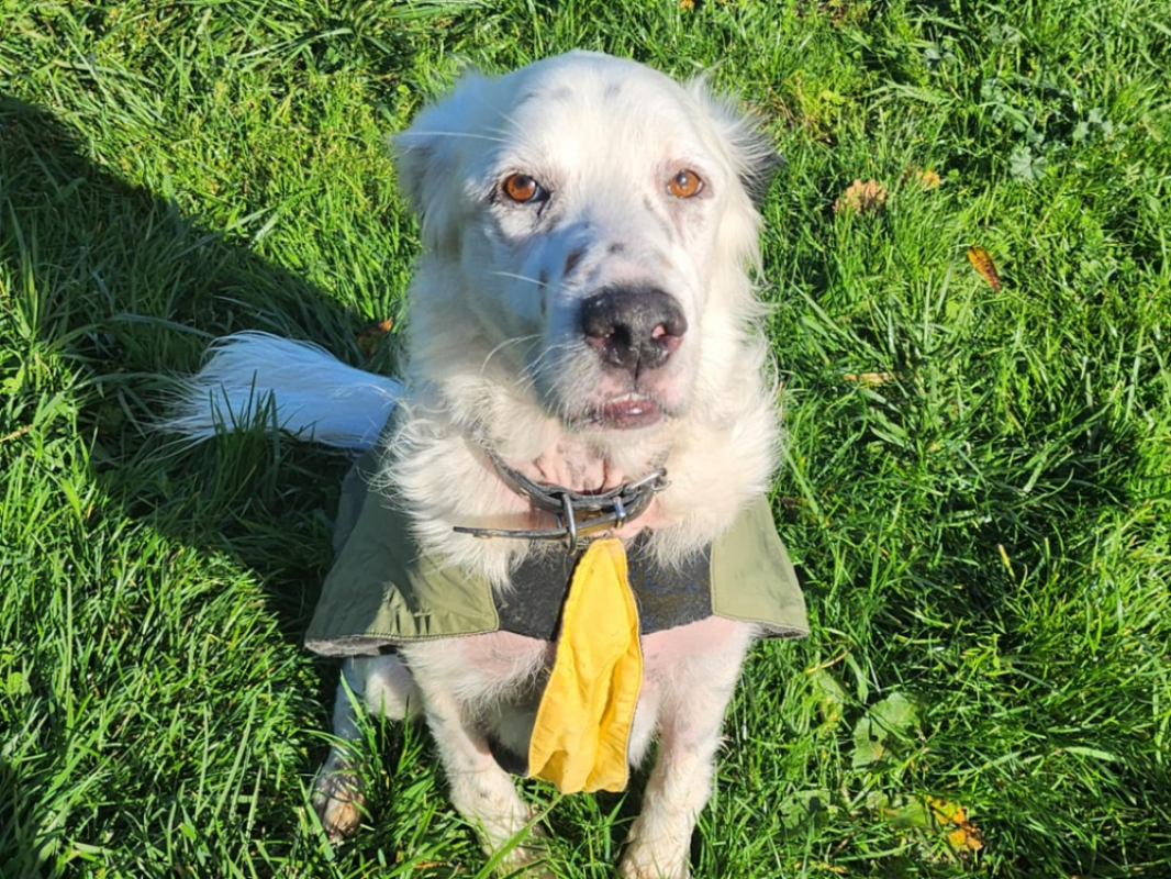 Soltane - Chien à adopter - photo 5