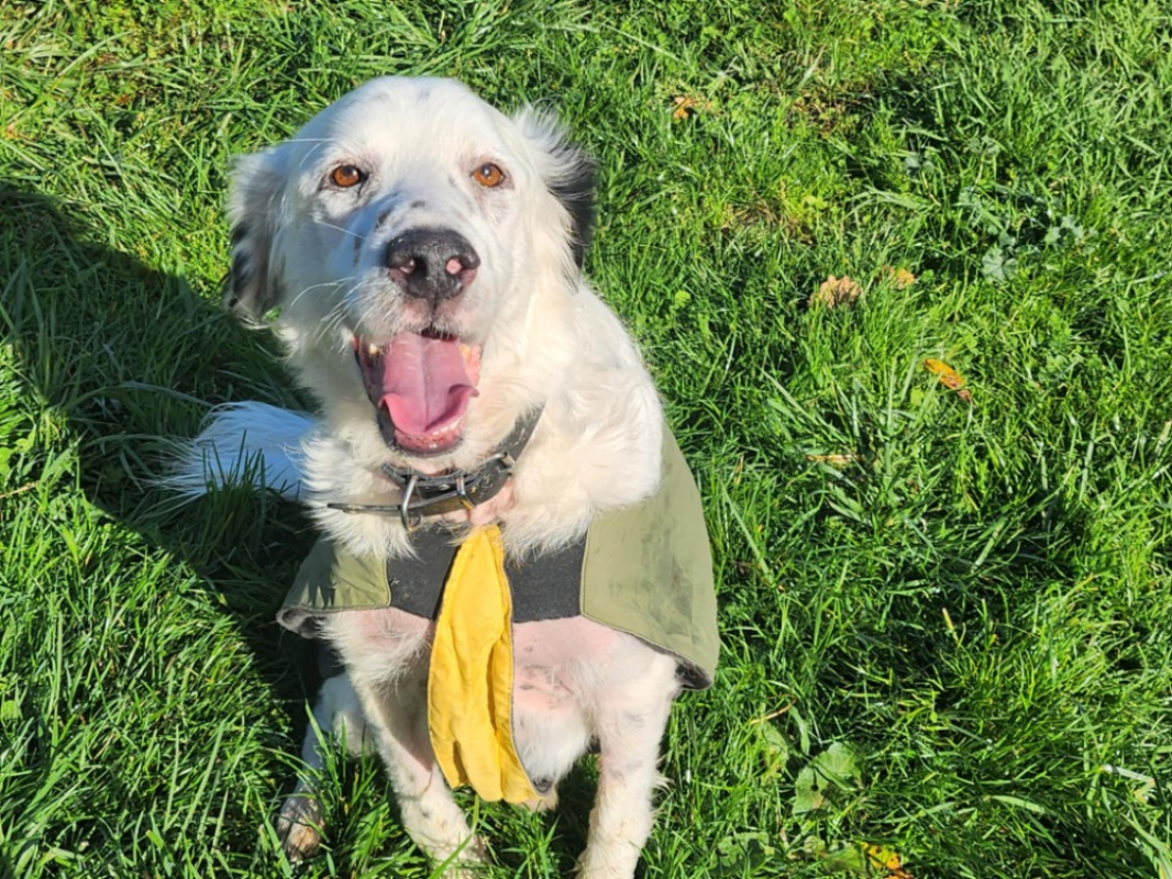 Soltane - Chien à adopter - photo 6