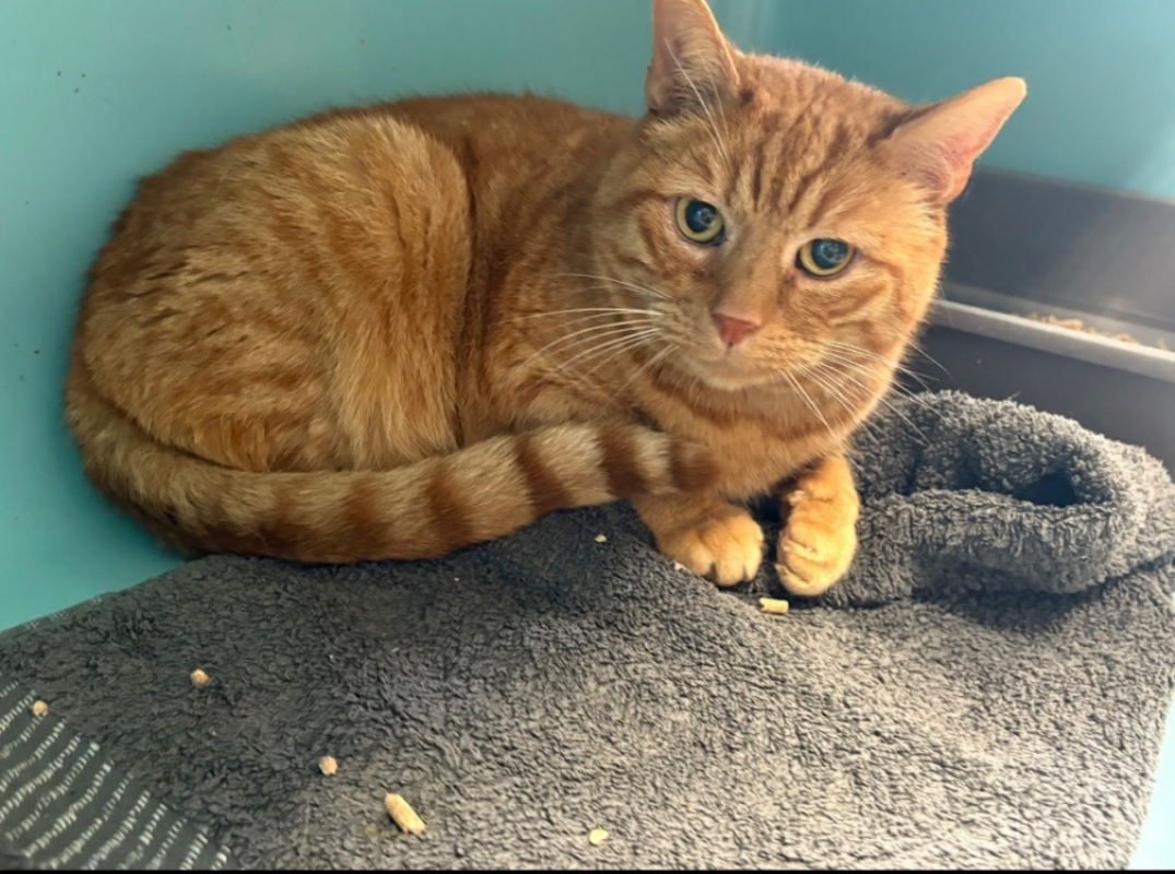 Photo #1 de Balthazar