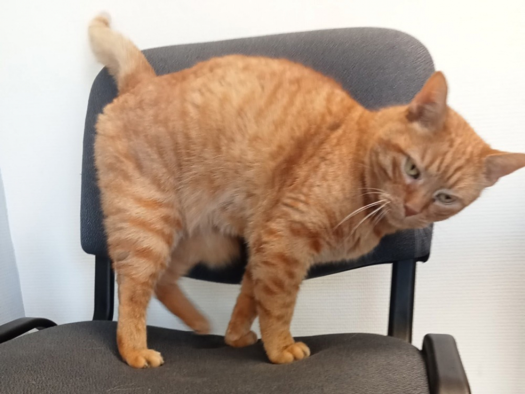 Photo #2 de Balthazar