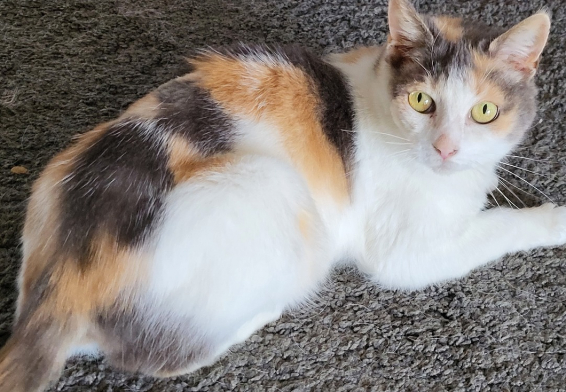 Photo #3 de Belisama