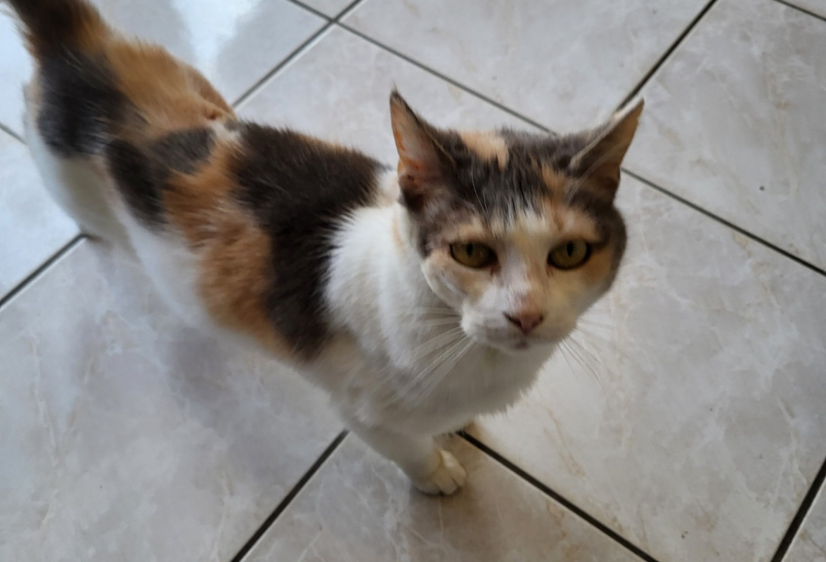 Photo #4 de Belisama