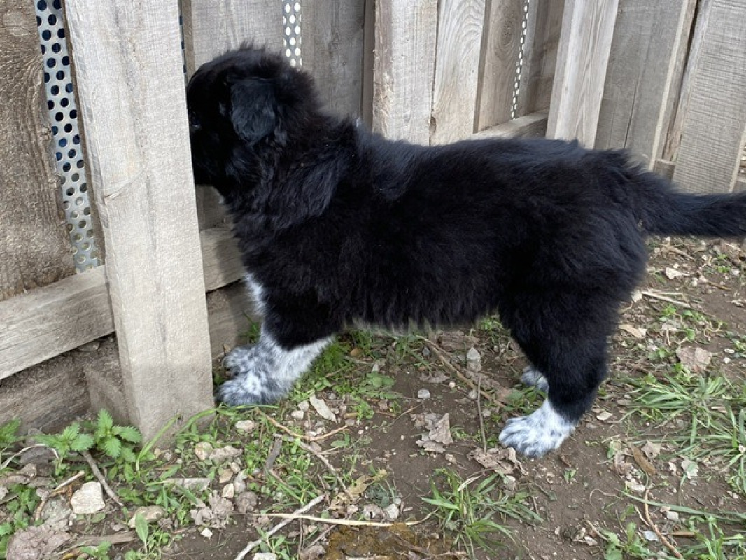 Photo #2 de Ninja-warrior