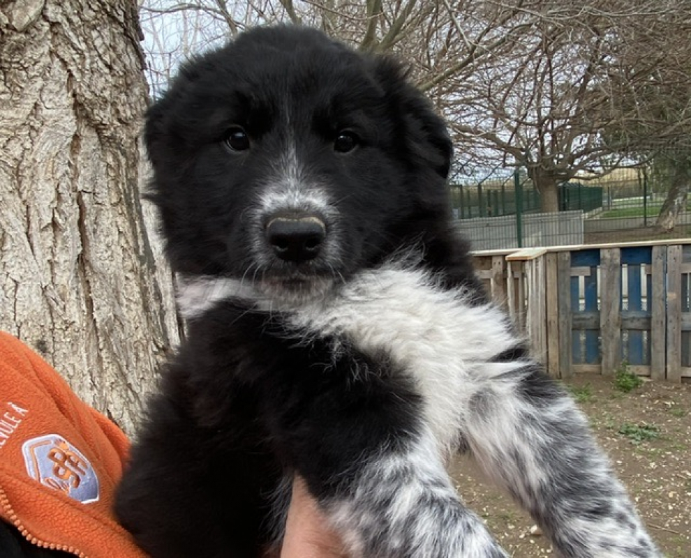 Photo #3 de Ninja-warrior