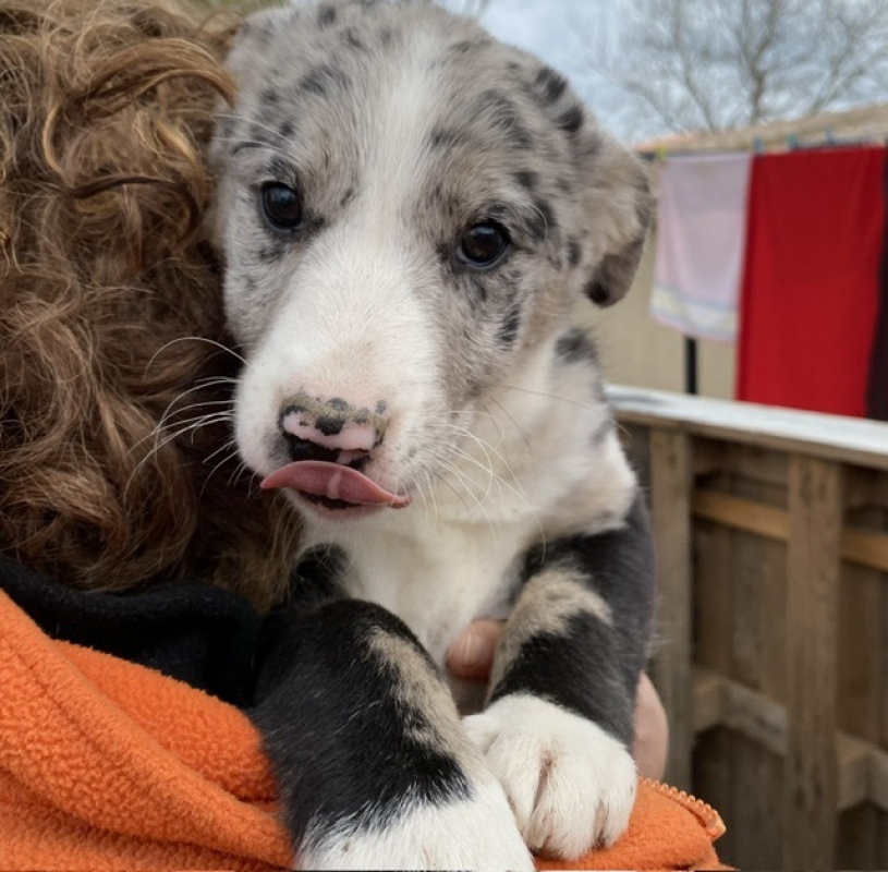 Photo #1 de Anka dit chaussette