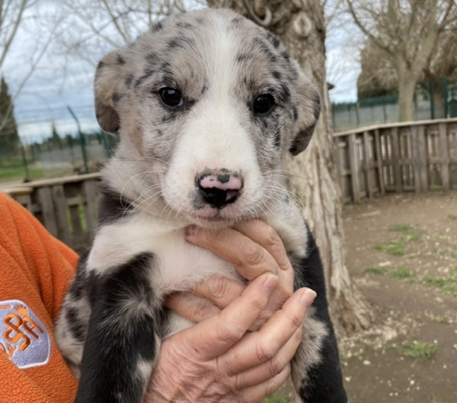 Photo #2 de Anka dit chaussette