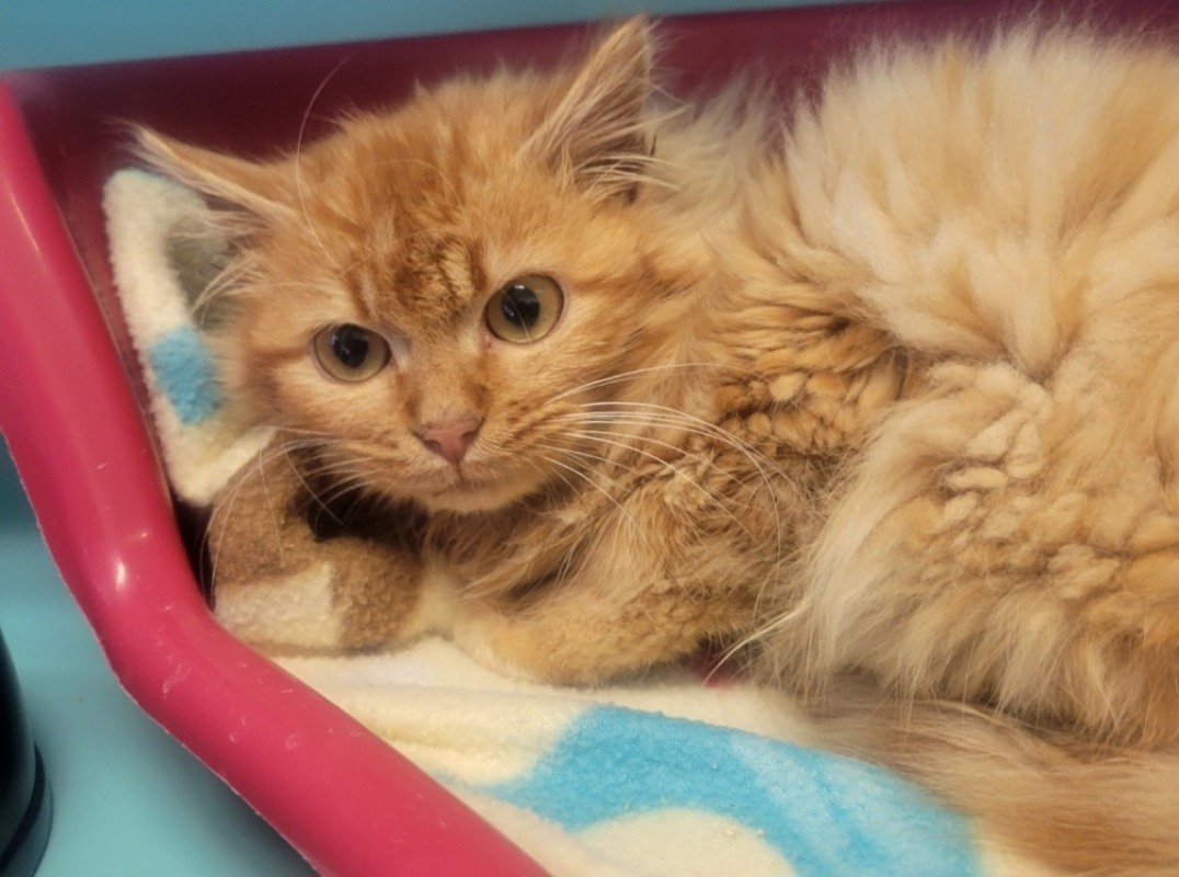 Photo de Pomme de pin