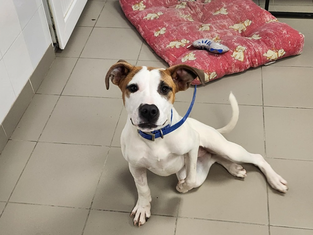 Photo #2 de Manoutte