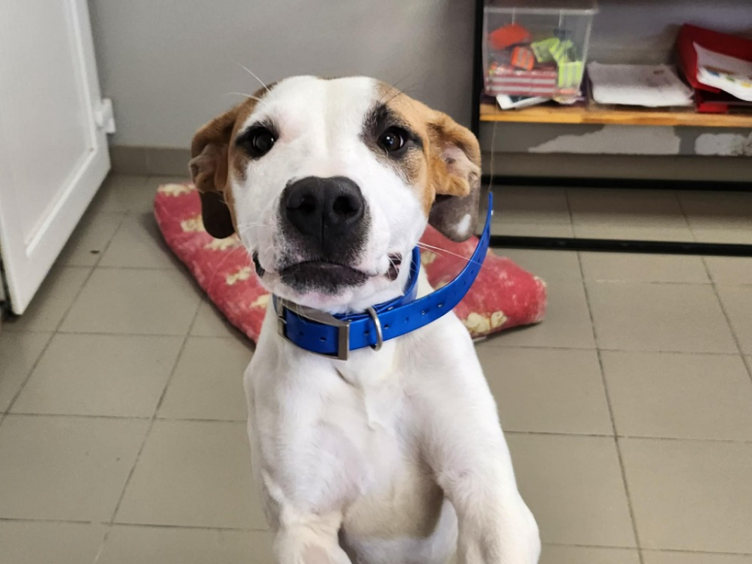 Photo #3 de Manoutte