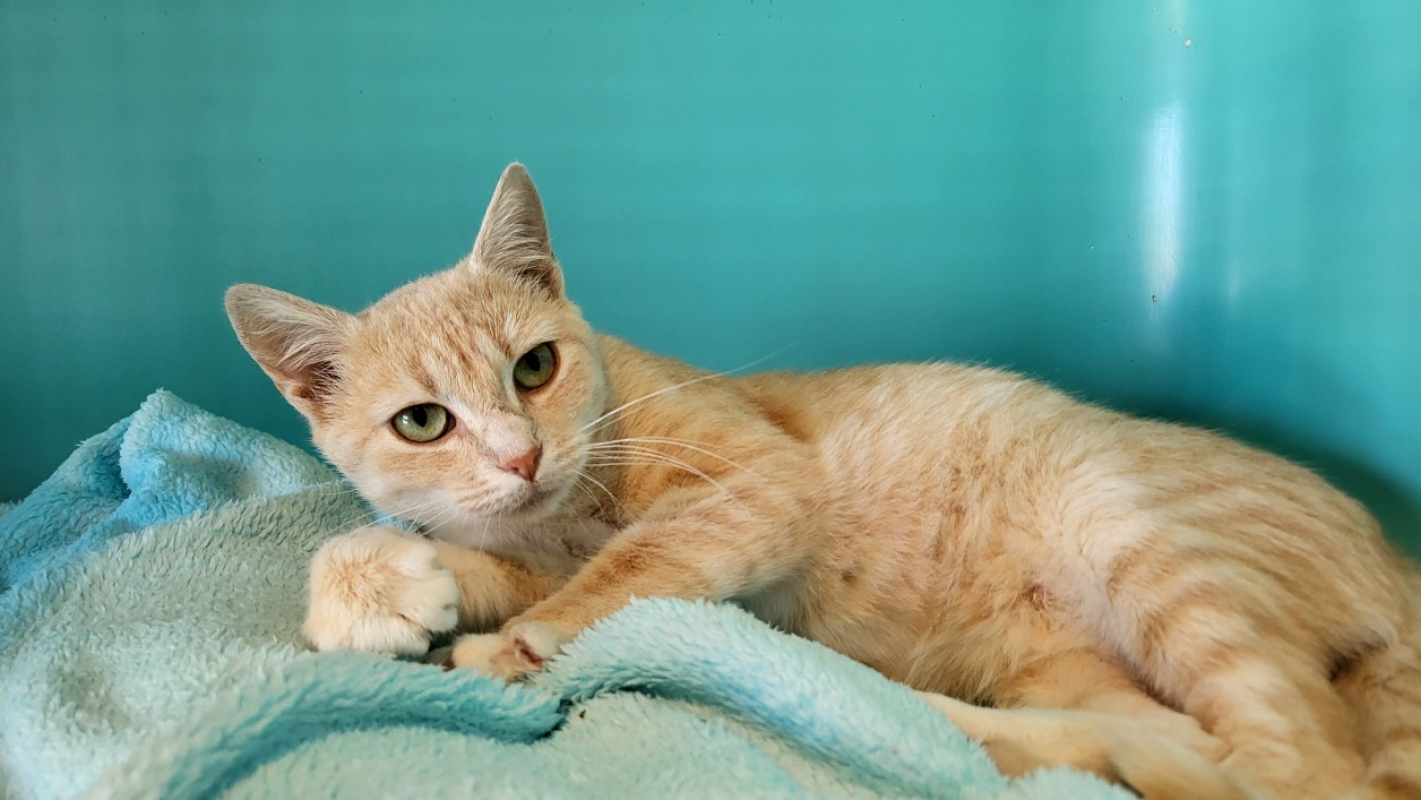 Photo #1 de Pistache