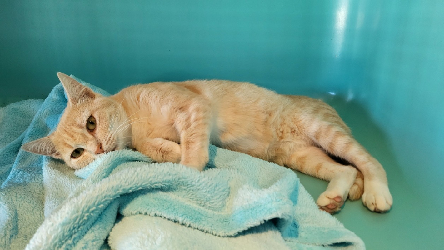 Photo #2 de Pistache