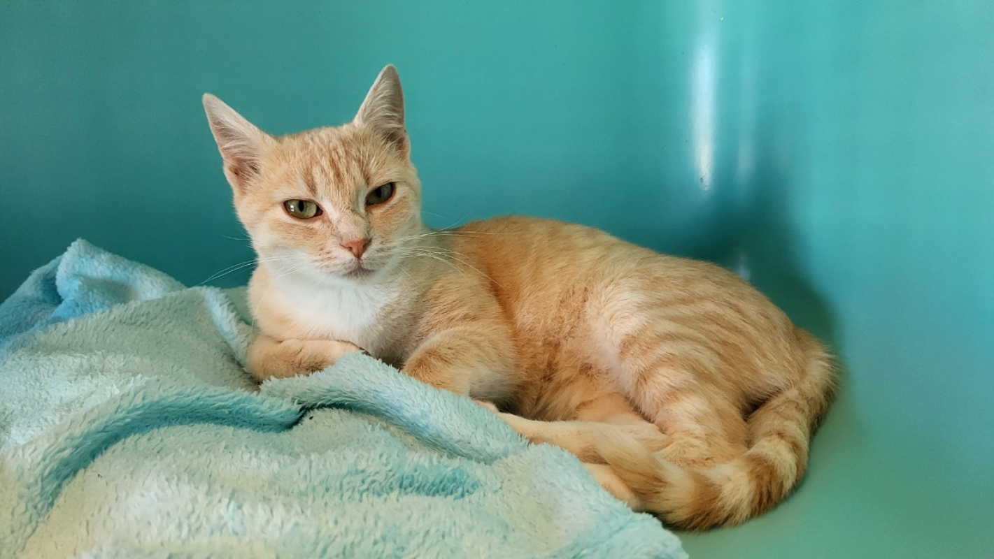 Photo #3 de Pistache