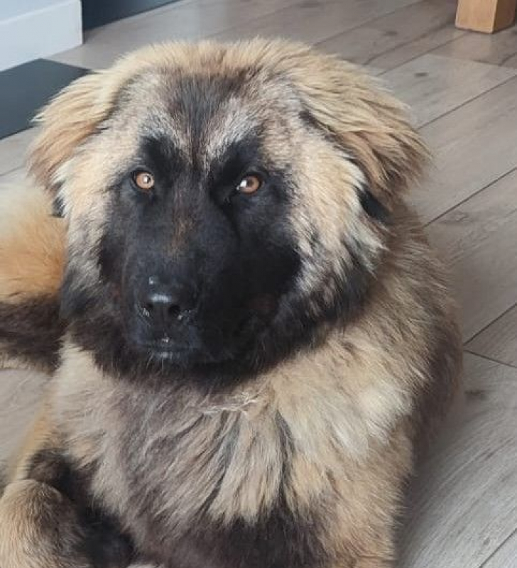 Photo #3 de LYRA, magnifique femelle Berger Portugais