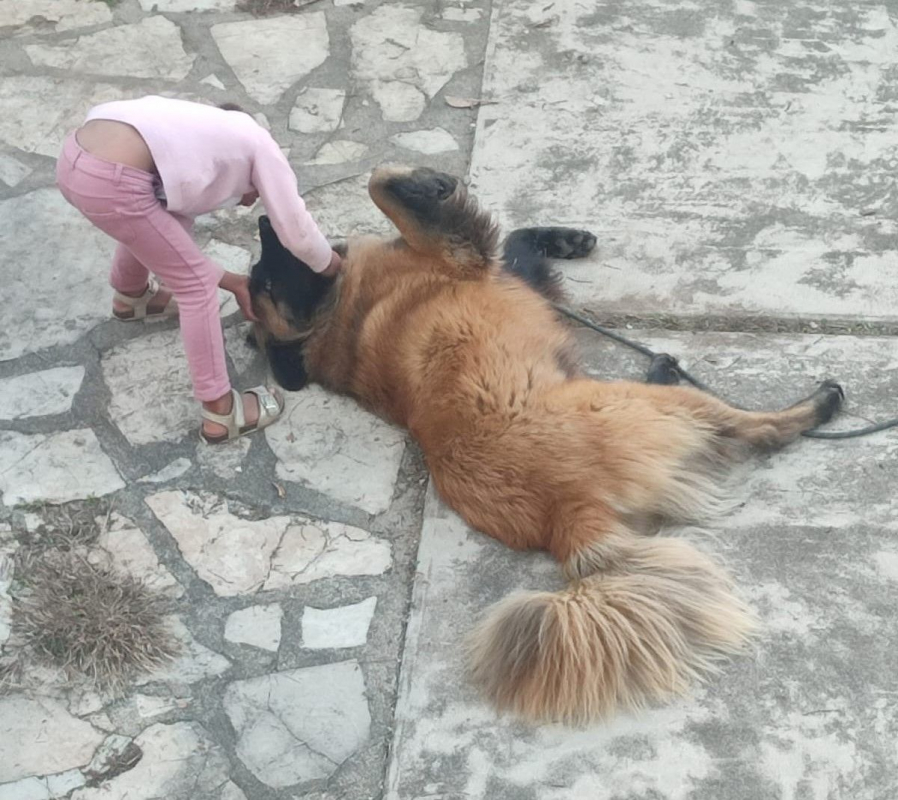 Photo #4 de LYRA, magnifique femelle Berger Portugais