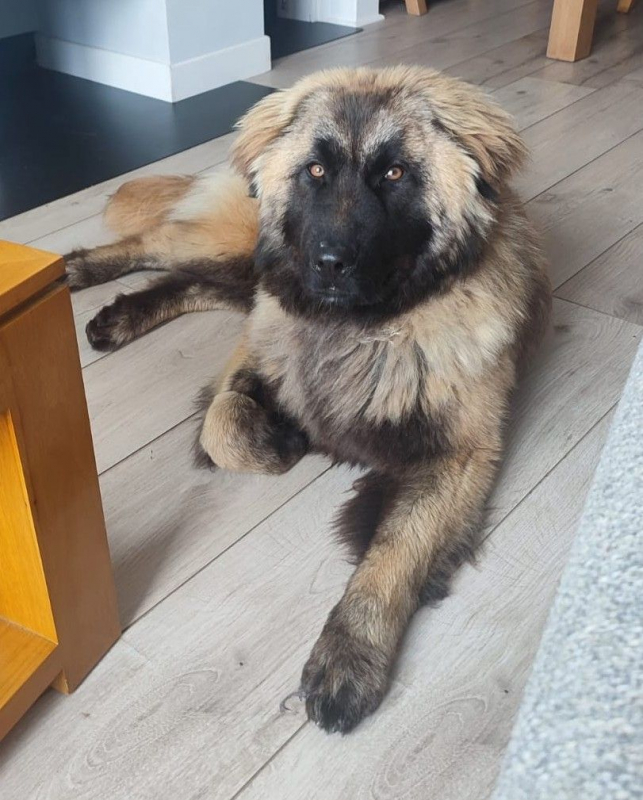 Photo #5 de LYRA, magnifique femelle Berger Portugais