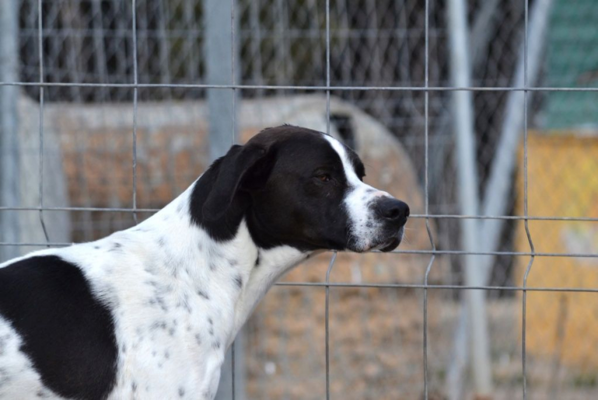 Photo #1 de ZURI 2ans, Pointer Anglais affectueux et fidèle