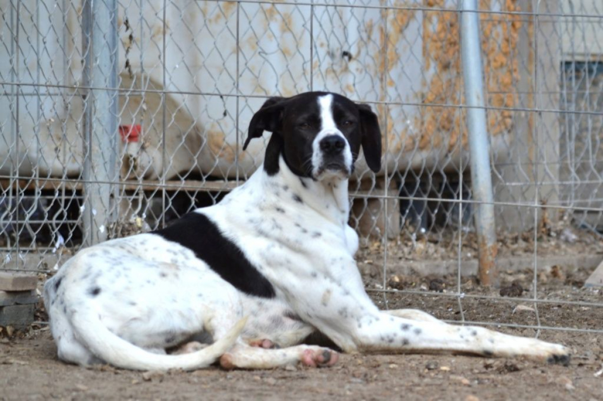 Photo #2 de ZURI 2ans, Pointer Anglais affectueux et fidèle