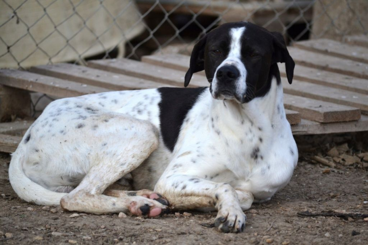 Photo #3 de ZURI 2ans, Pointer Anglais affectueux et fidèle