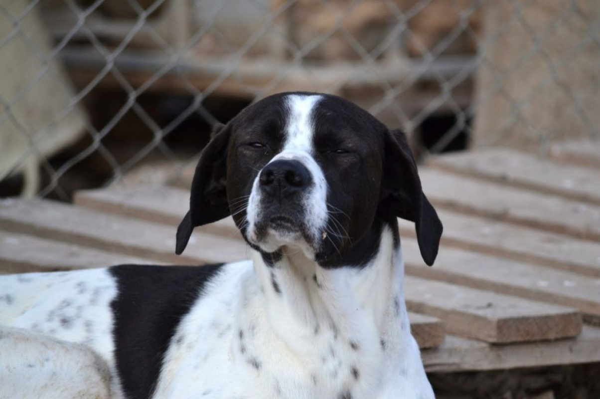 Photo #4 de ZURI 2ans, Pointer Anglais affectueux et fidèle