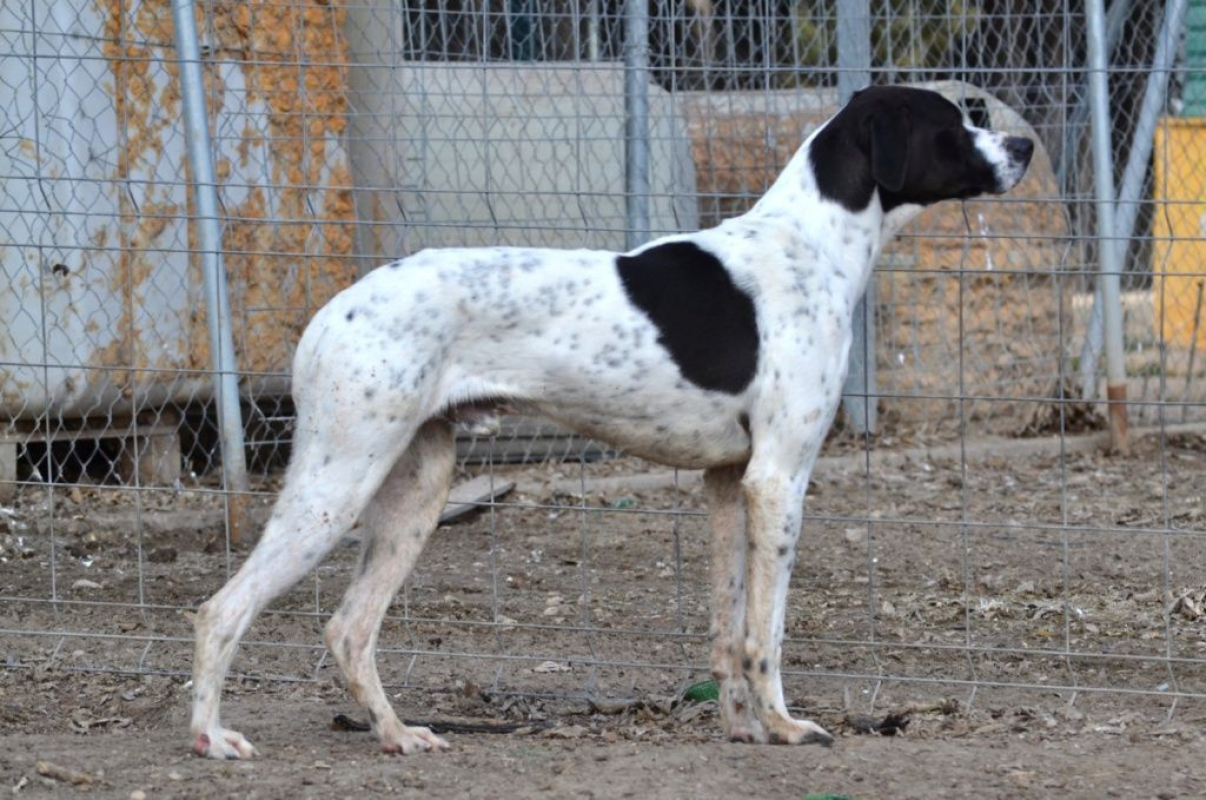 Photo #5 de ZURI 2ans, Pointer Anglais affectueux et fidèle