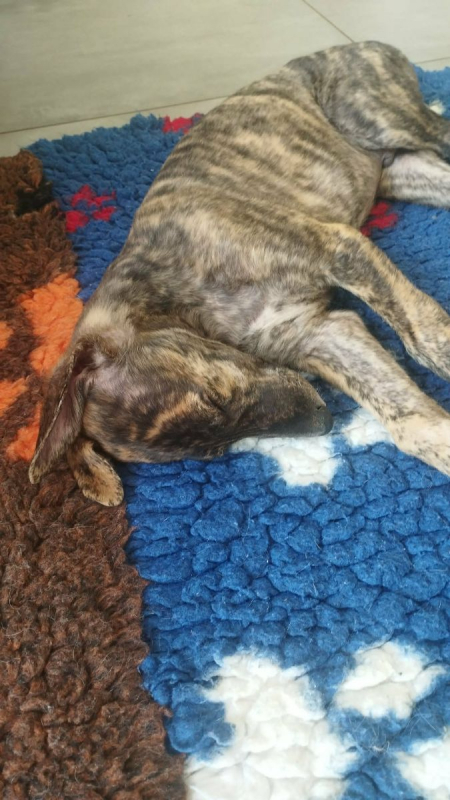 Photo #1 de IGOR, chiot galgo bringé