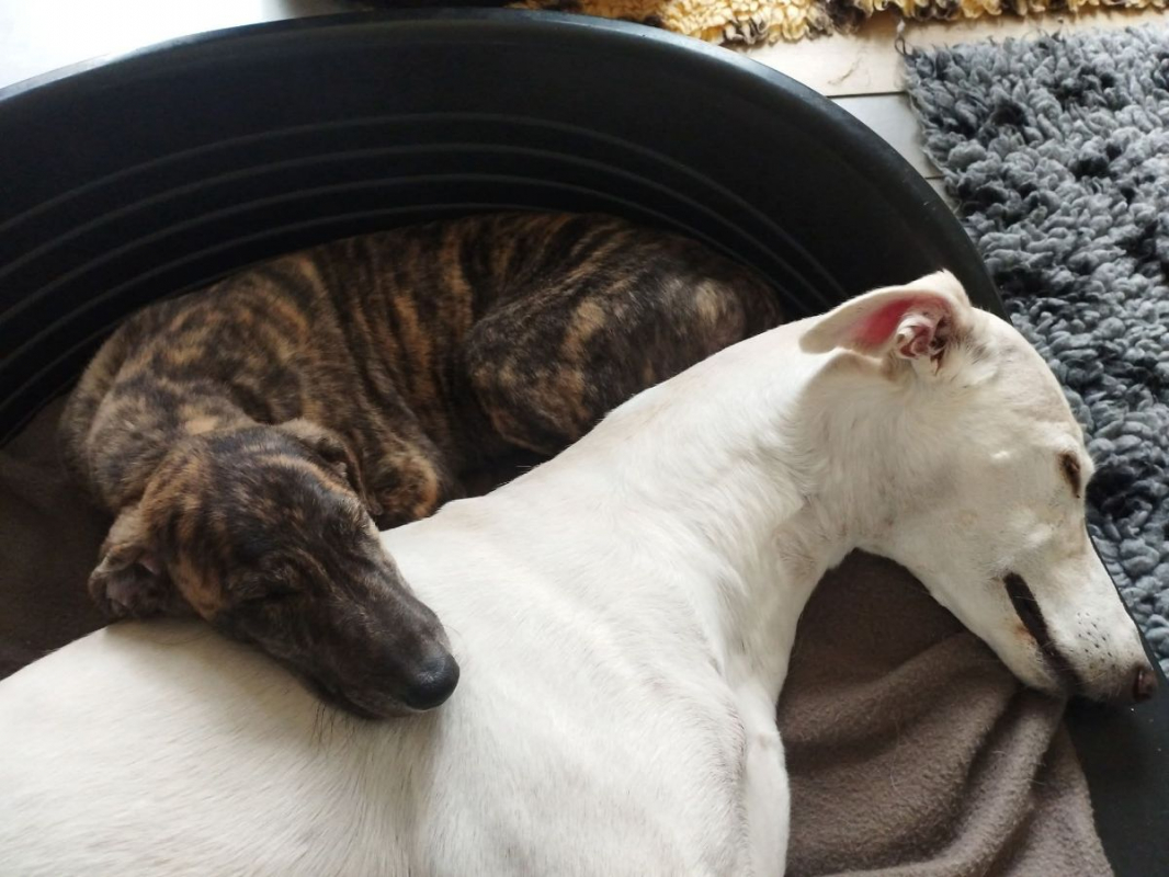 Photo #2 de IGOR, chiot galgo bringé