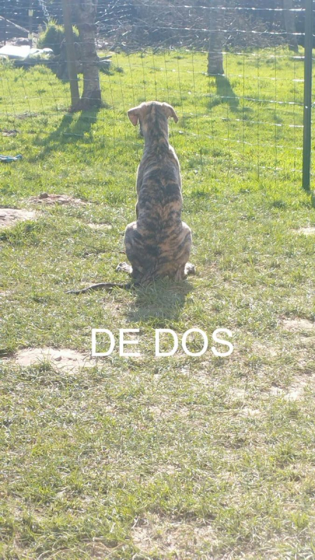 Photo #3 de IGOR, chiot galgo bringé