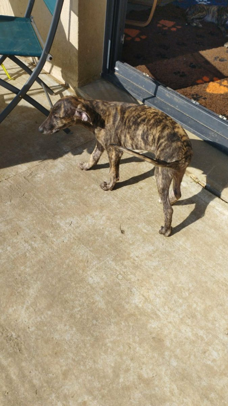 Photo #5 de IGOR, chiot galgo bringé