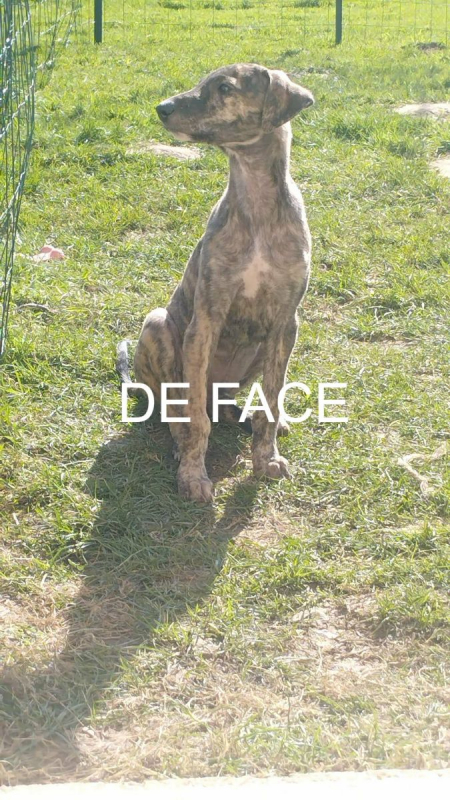 Photo #6 de IGOR, chiot galgo bringé