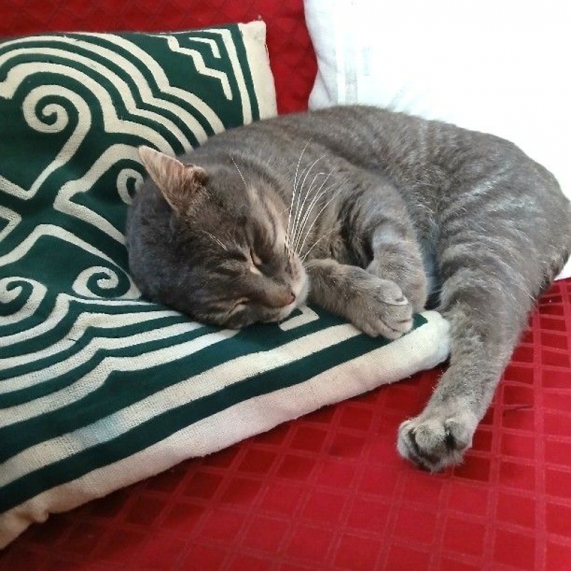 Photo #6 de PIRLOUIT