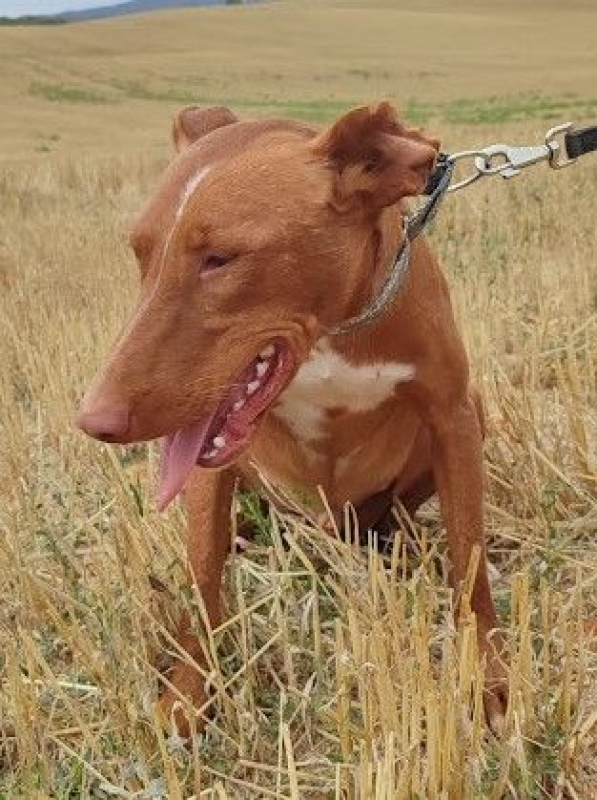 Photo #1 de FUTUR, Podenco de 3 ans qui a besoin d'amour
