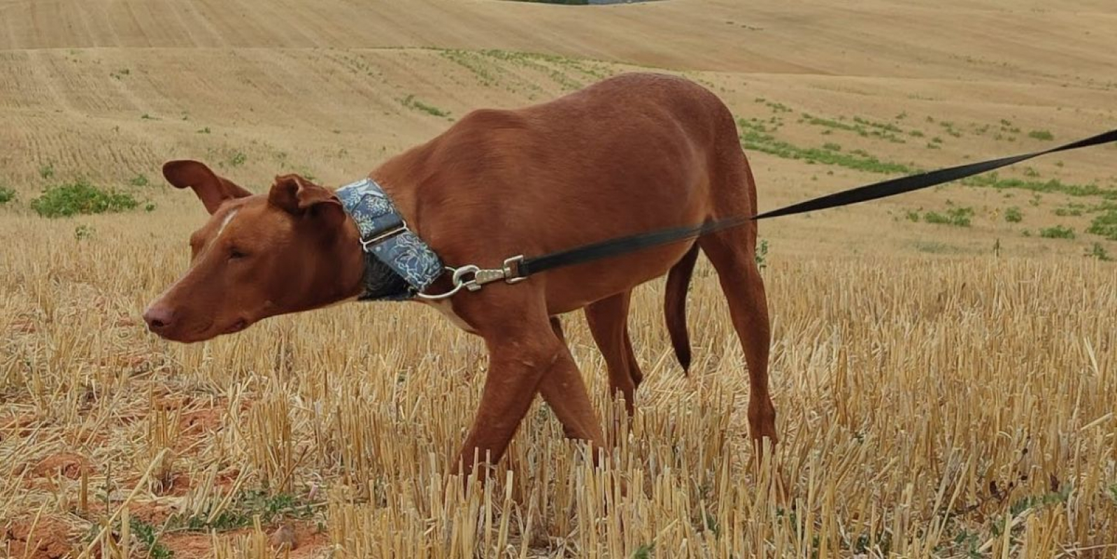 Photo #2 de FUTUR, Podenco de 3 ans qui a besoin d'amour