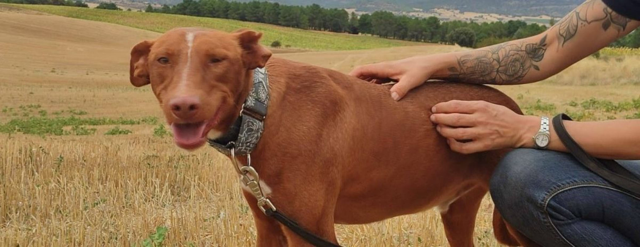 Photo #4 de FUTUR, Podenco de 3 ans qui a besoin d'amour