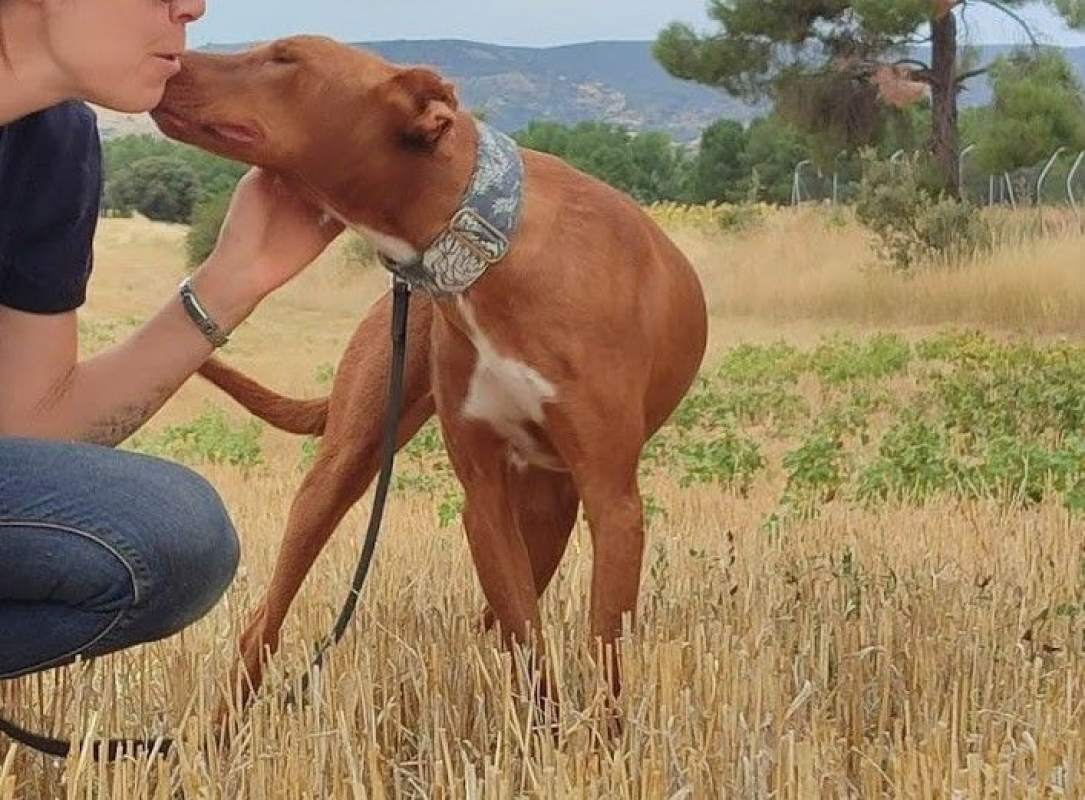 Photo #5 de FUTUR, Podenco de 3 ans qui a besoin d'amour