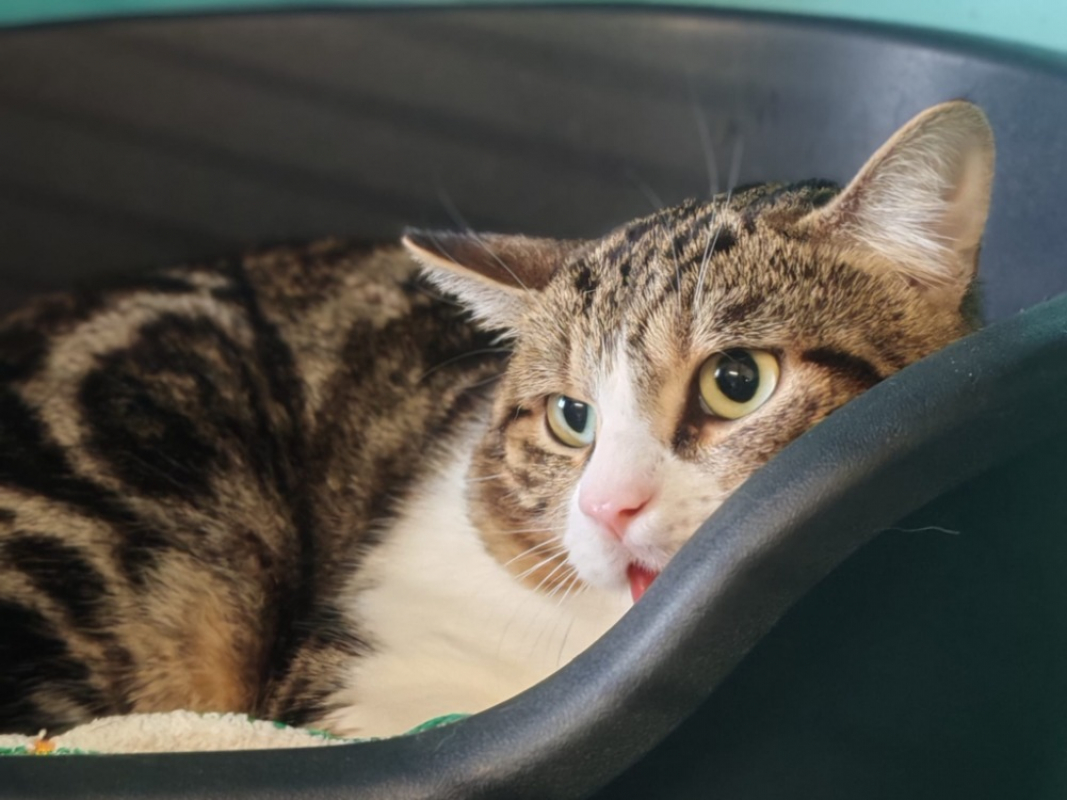 Photo #1 de Charlotte