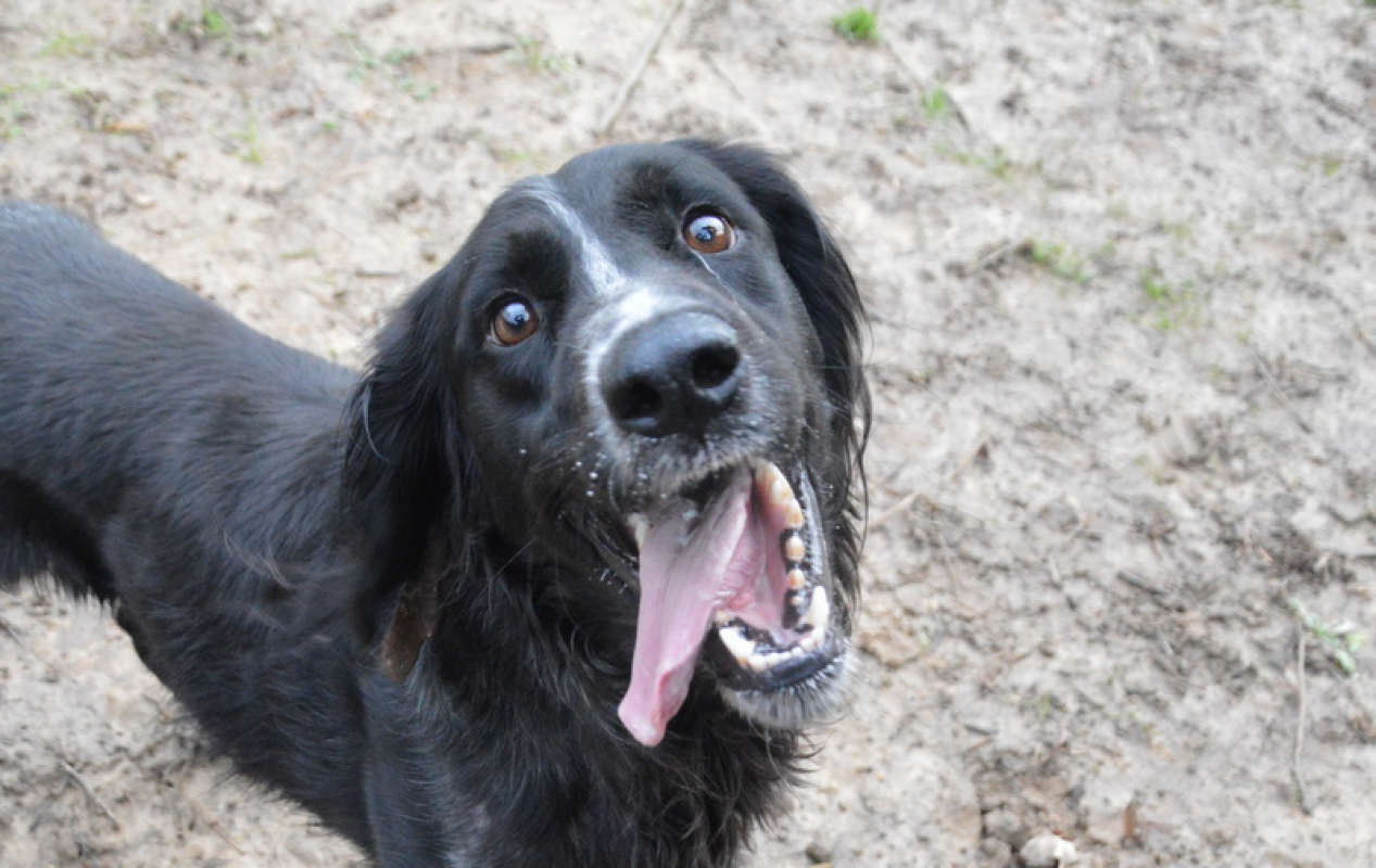 Photo #3 de Tournesol