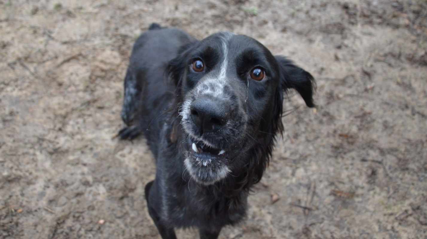 Photo #7 de Tournesol