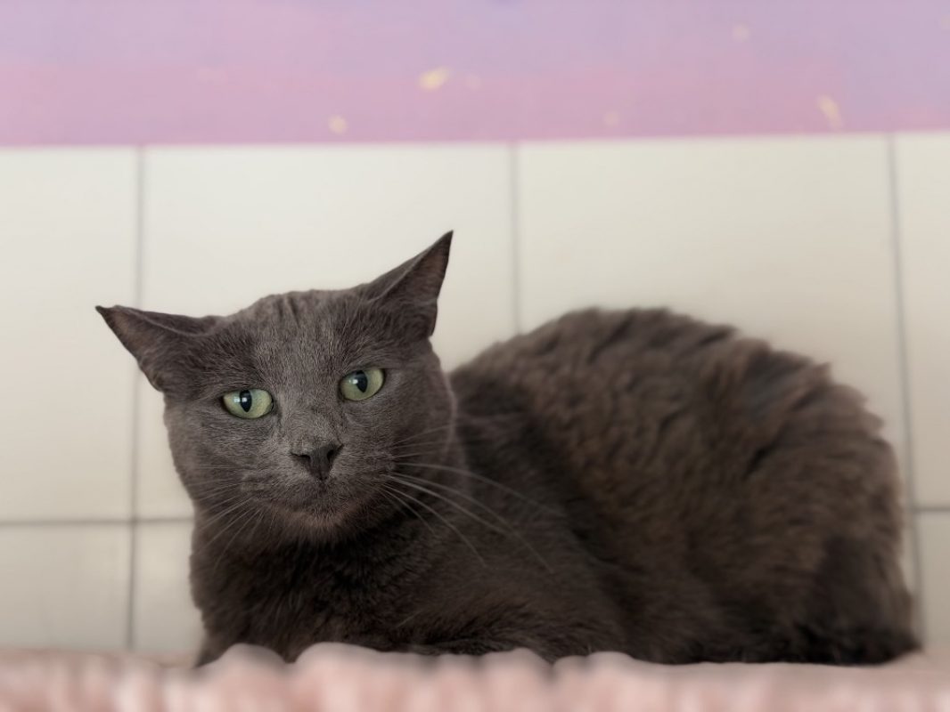 Ebony - Chat Européen à adopter