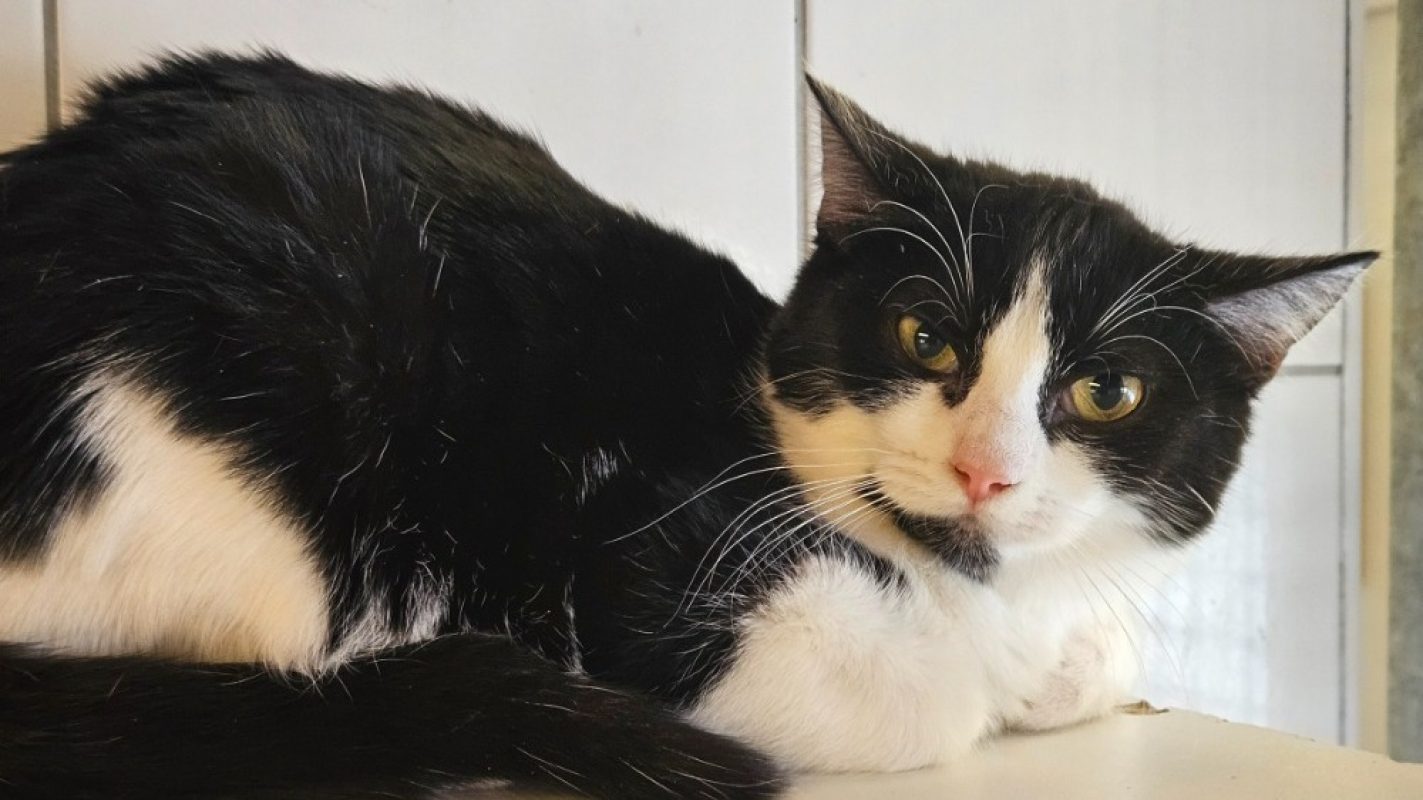 Aha - Chat Européen à adopter