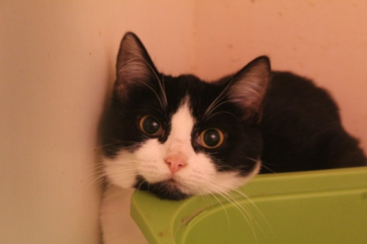Aha - Chat Européen à adopter - photo 2