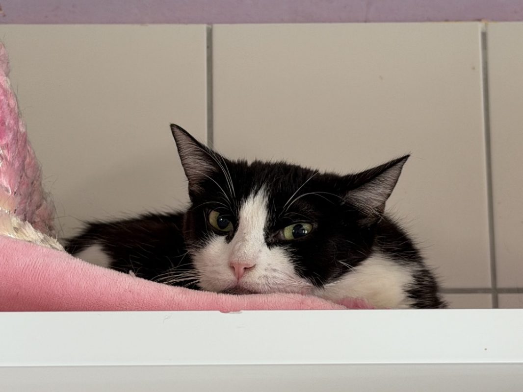 Aha - Chat Européen à adopter - photo 3