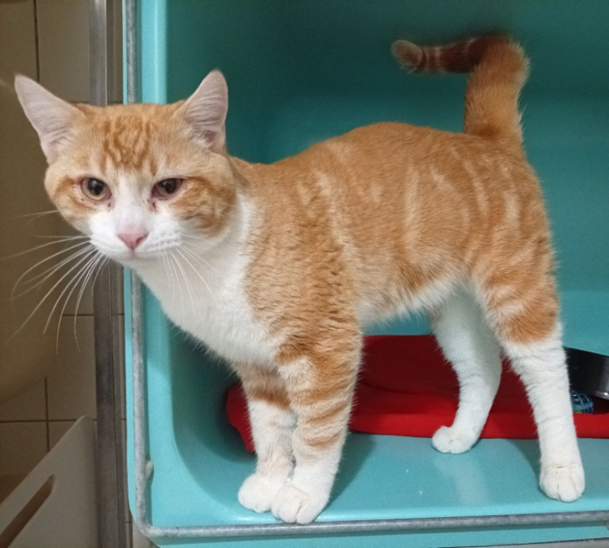 Photo de Willy en cours d'adoption