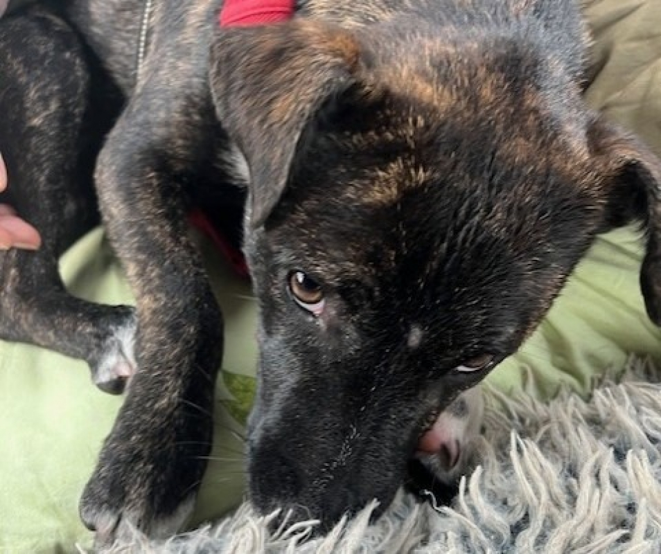 Photo #2 de Bertille