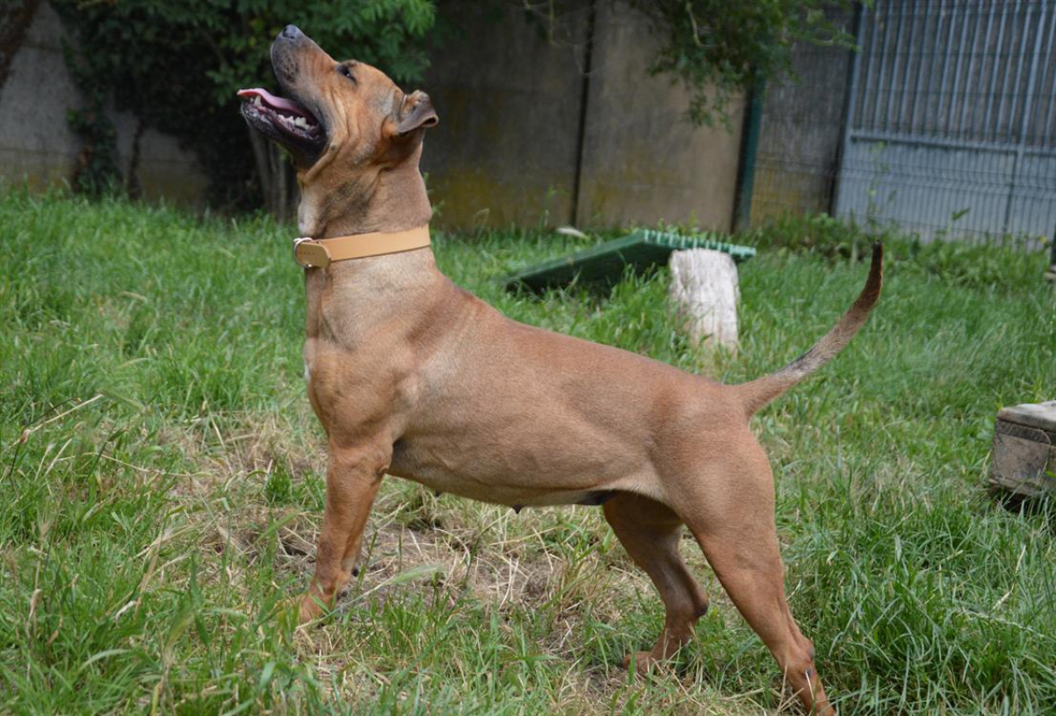 Photo #8 de Shenzi