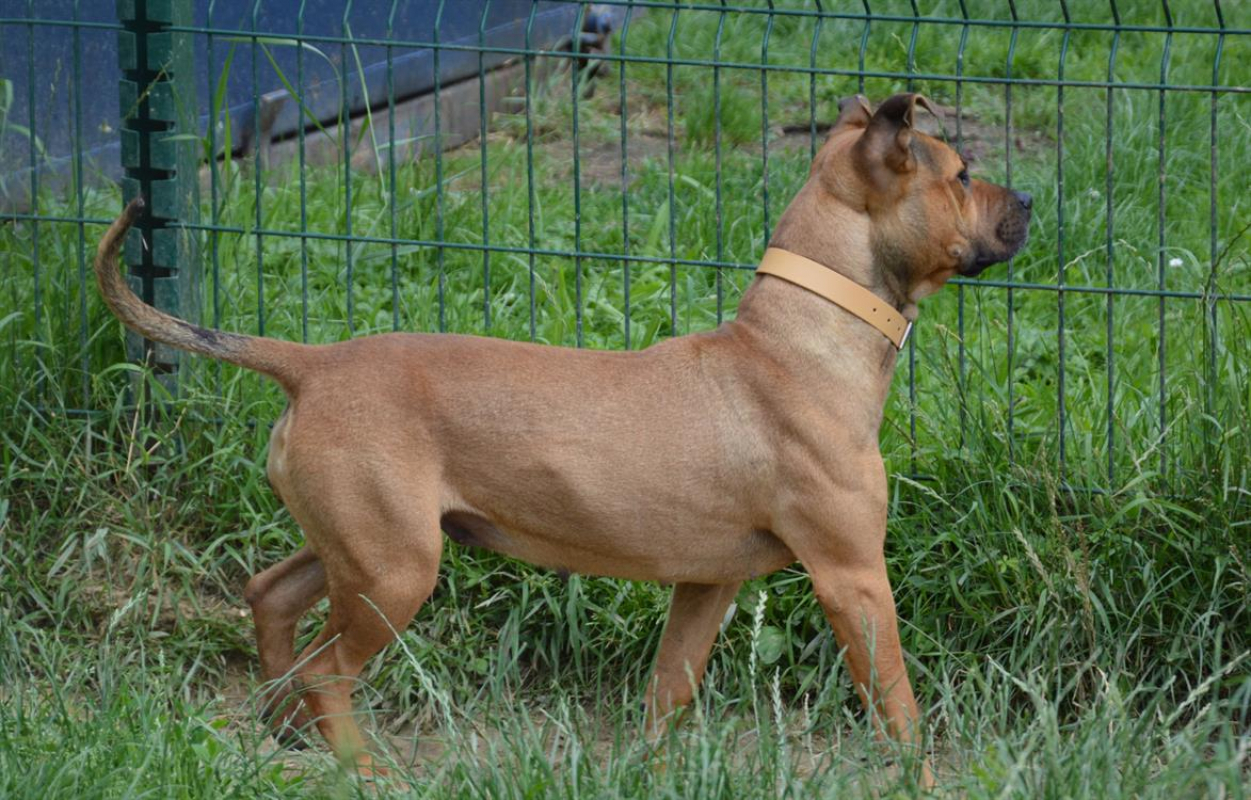 Photo #9 de Shenzi