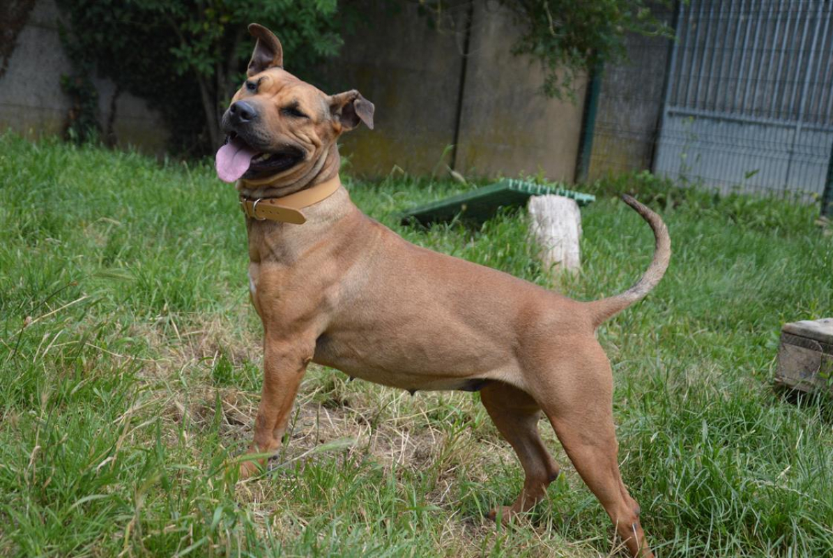 Photo #10 de Shenzi